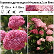 Гортензия древовидная 